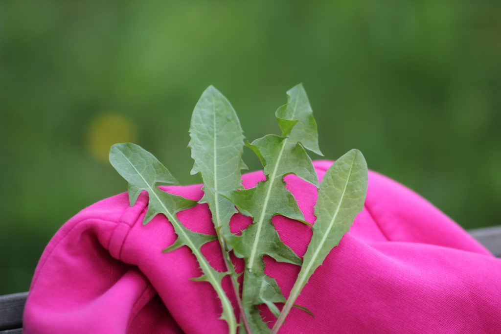 Voikukkaa on pidetty kansanperinteessä maksarohtona.