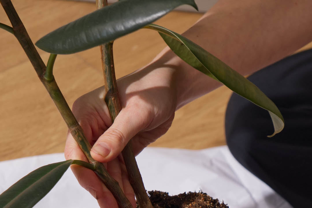 Käsi pitelee ruukkukukan vartta
