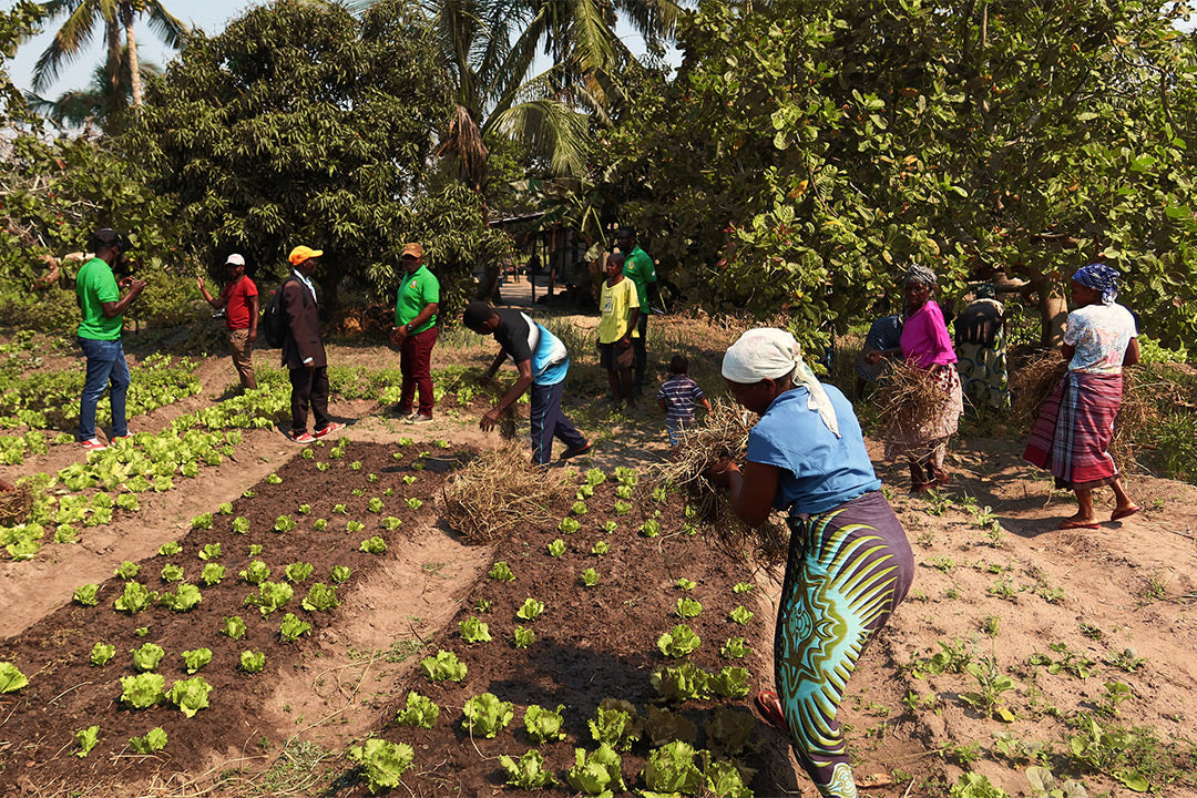 Ihmisiä aurinkoisella salaattiviljelmällä